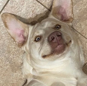 Meet your Posher, Noam